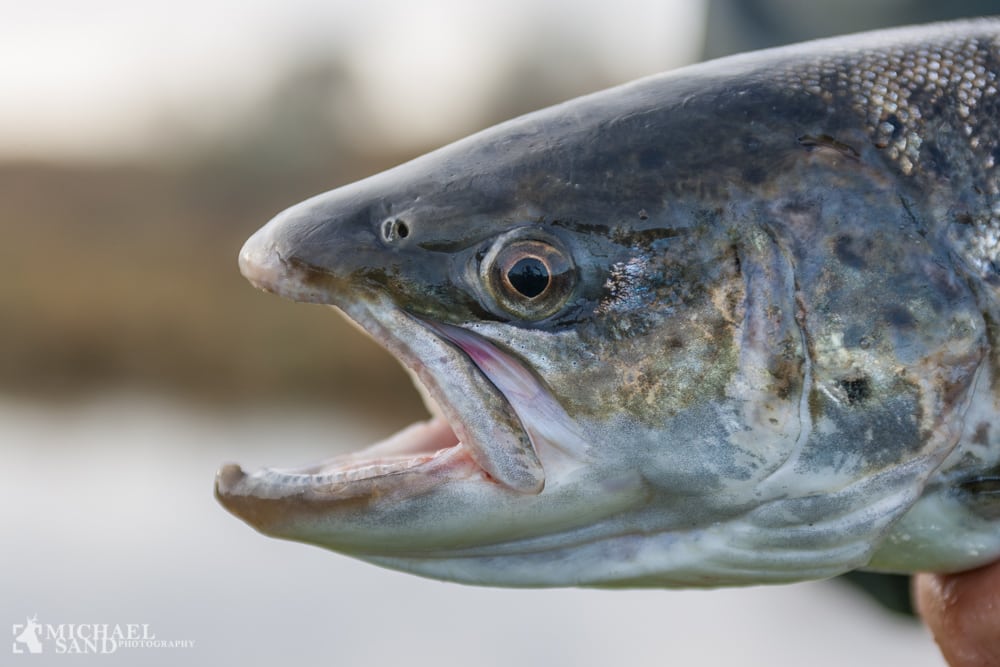 Store Ørreddag på Bornholm Store Ørreddag på Bornholm