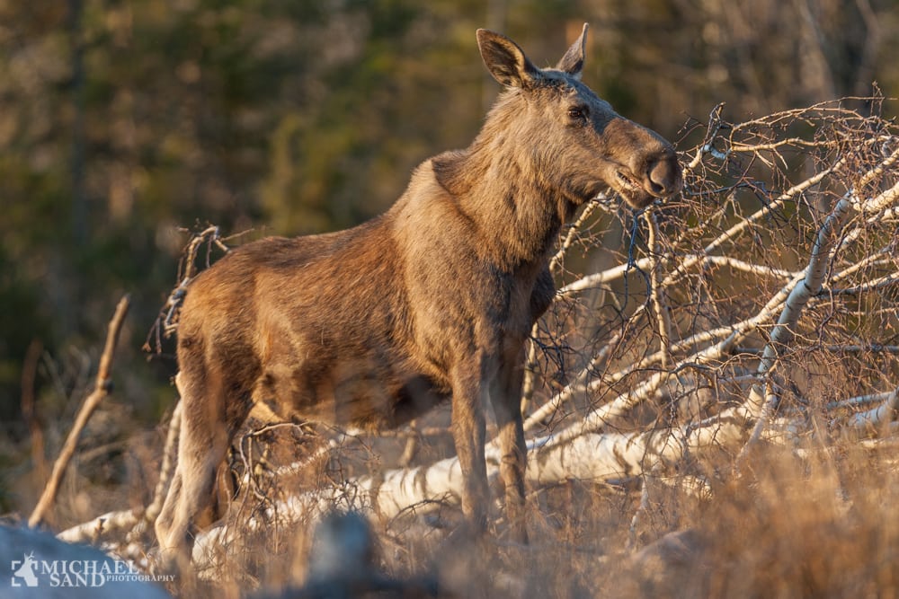 Jagttiden på elg er mere et spørgsmål om etik Viden om: Sådan får du svensk jagttegn