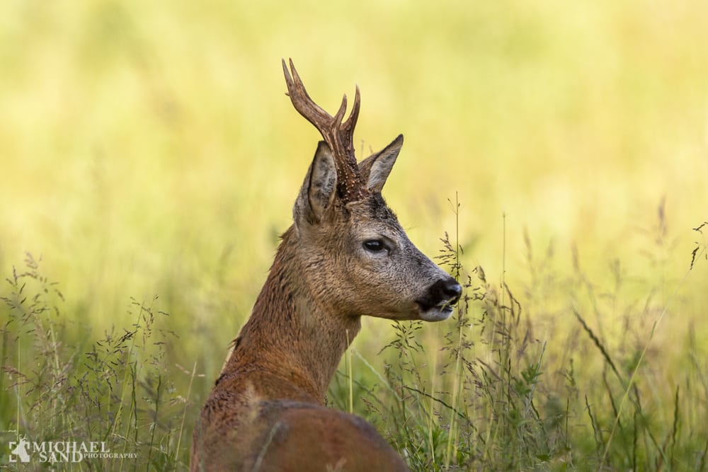 Forår, løvspring og bukkejagt Forår, løvspring og bukkejagt
