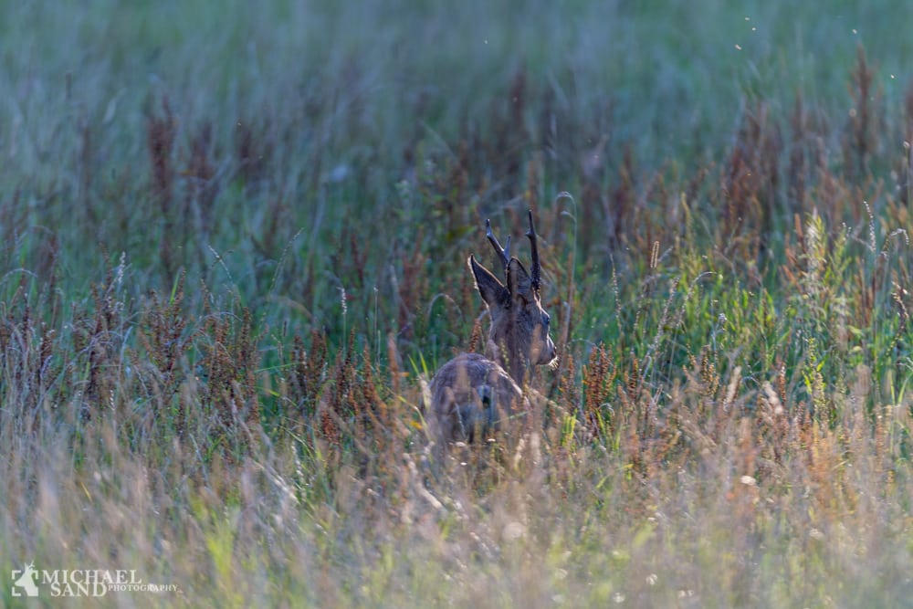 DN: Uforståeligt at randzonerne skal pløjes op DN: Uforståeligt at randzonerne skal pløjes op