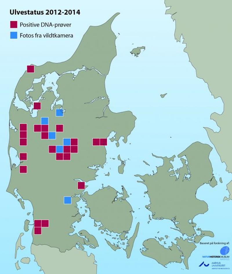 Nyt kort over ulvenes tilstedeværelse i Danmark Nyt kort over ulvenes tilstedeværelse i Danmark