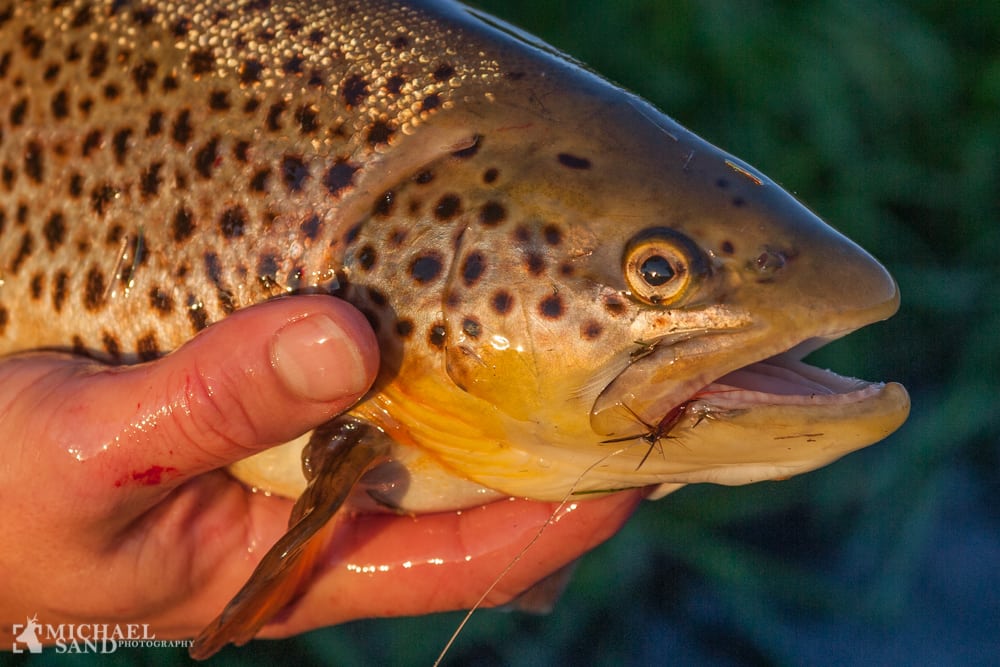Limfjorden kan blive et nyt havørred-eldorado Havørreder skal beskyttes bedre