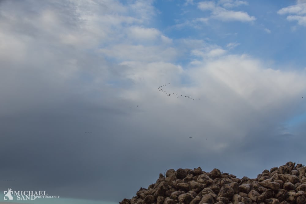 Vildtskader og erstatning Vildtskader og erstatning