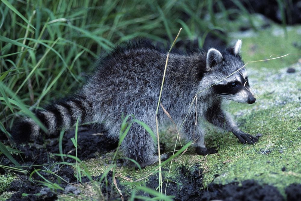 Tyske jægere nedlægger rekordmange vaskebjørne