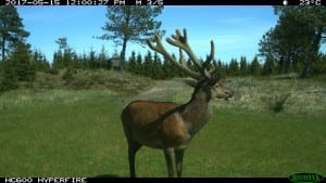 Hjortedebat: Egon Bennetsens høringssvar