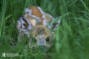 Døden under knivene - høslæt