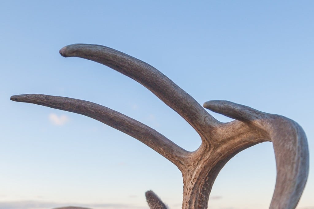 Levende mareridt med lykkelig udgang