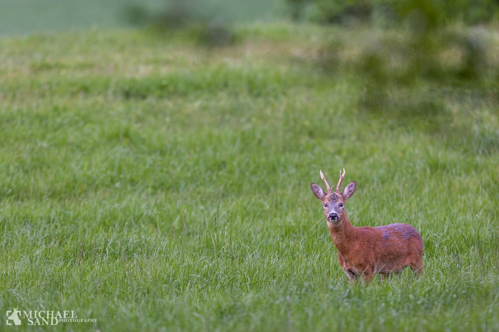 Livets gang oplevet fra et jagttårn Livets gang oplevet fra et jagttårn