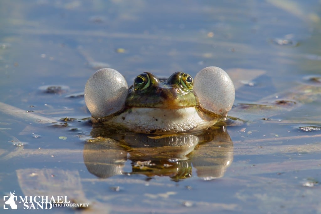 Viden om: Hvordan bevares biodiversiteten?