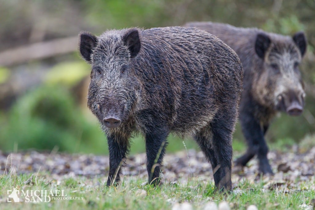 EU kommissionens svar til NETNATUR: Dansk vildsvinebekæmpelse ER lovlig