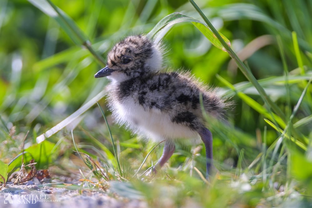 Nye naturråd giver flere fugle i landbruget Nye naturråd giver flere fugle i landbruget