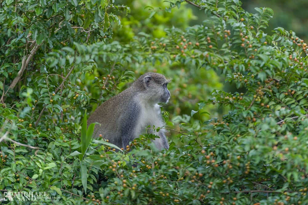 Olieselskab dropper boringer i Afrikas ældste nationalpark