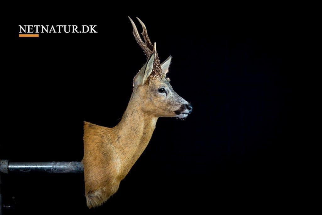 Råbuk – Sådan skinnes til hovedmontering Råbuk: Sådan skinnes til hovedmontering