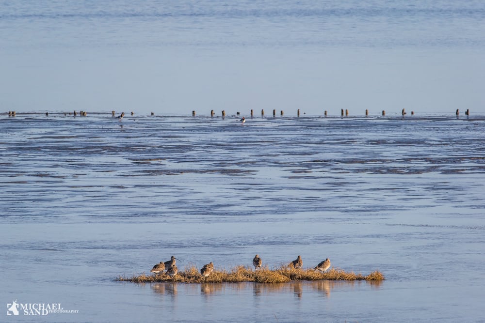 Vadehavet rykker op i verdens natur-superliga AT4P9354