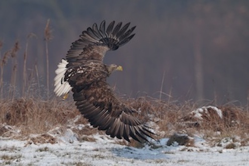 Tusindvis af planter og dyr registreret landet over