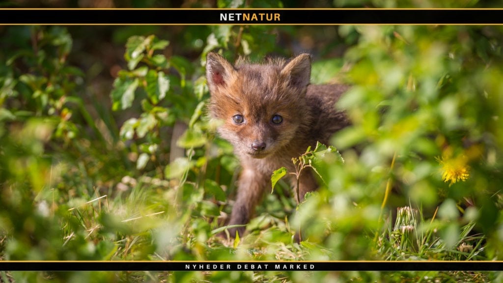 Hvad skal vi med ræveregulering ved nattetid? Hvad skal vi med ræveregulering ved nattetid?