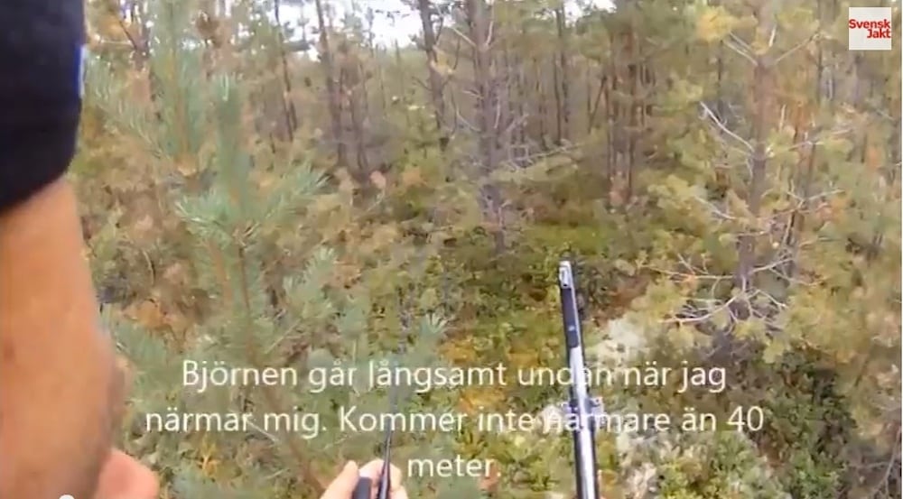 Bjørn på 210 kg nedlægges - VIDEO