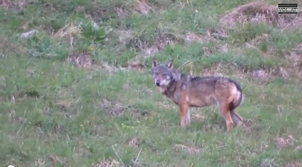 Jæger kom jæger i forkøbet VIDEO