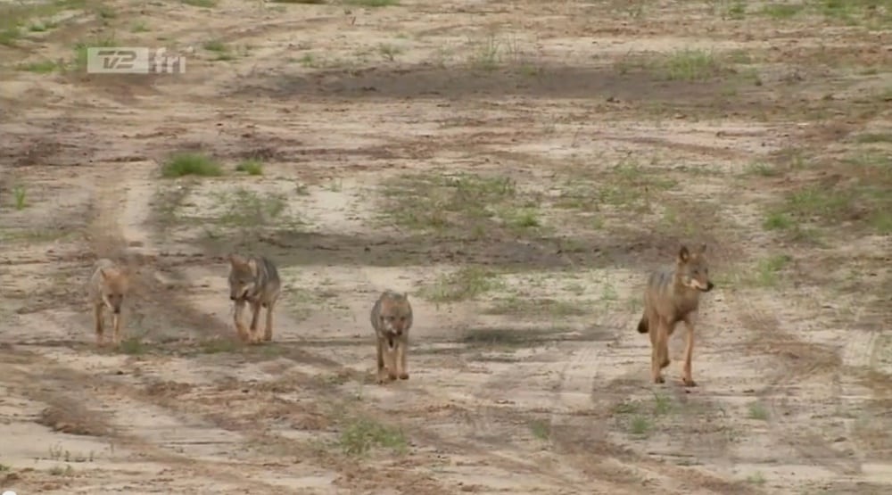 Fantastisk dokumentarfilm om de tyske ulve VIDEO