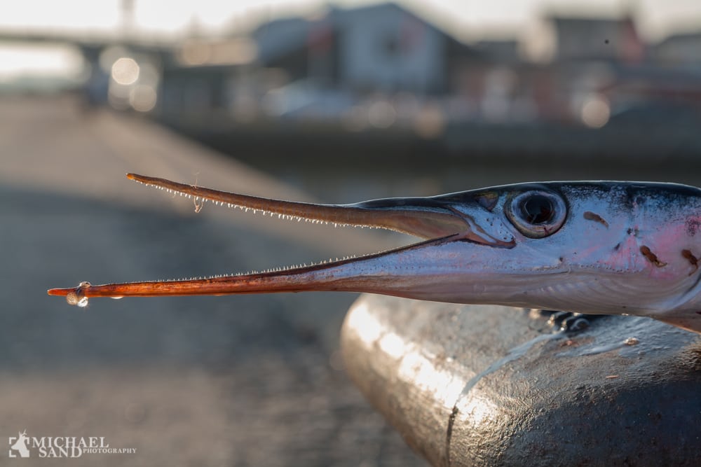 Fiskedød i Limfjorden Fiskedød i Limfjorden