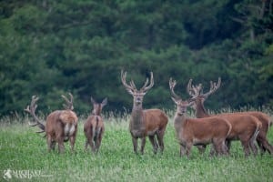 Naturstyrelsen: Salg af dagjagter starter slut juni