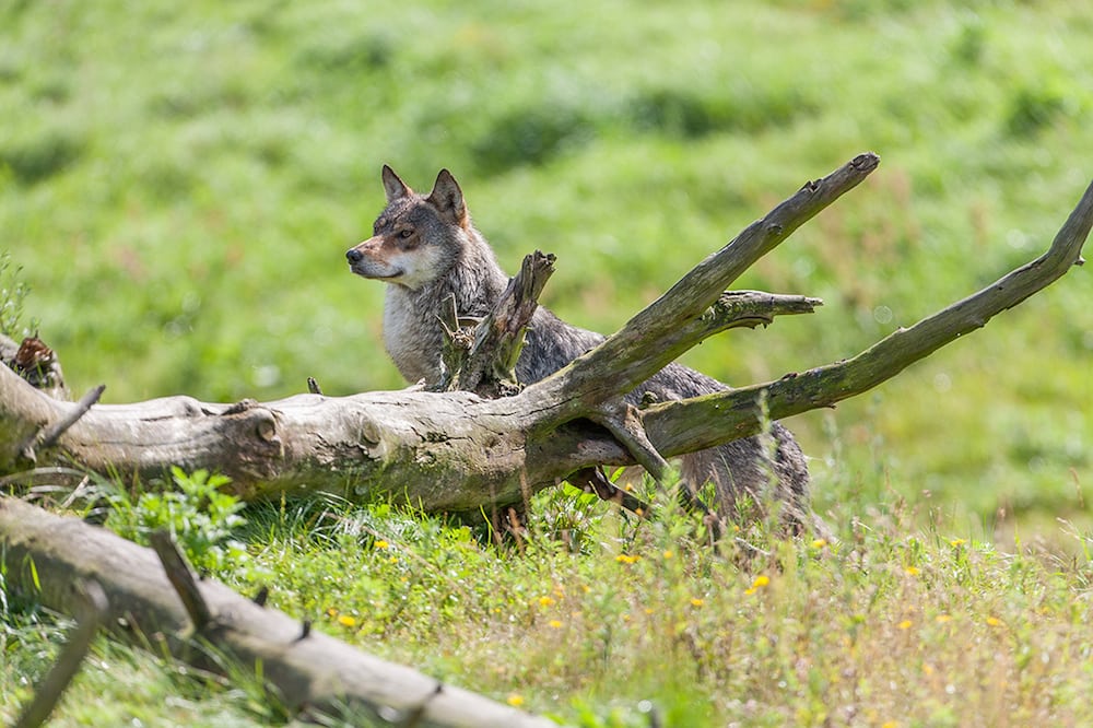 Forvaltningsplanen for ulven er vedtaget Forvaltningsplanen for ulven er vedtaget