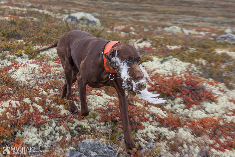 Norge lancerer en helt ny rype-portal Norge lancerer en helt ny rype-portal