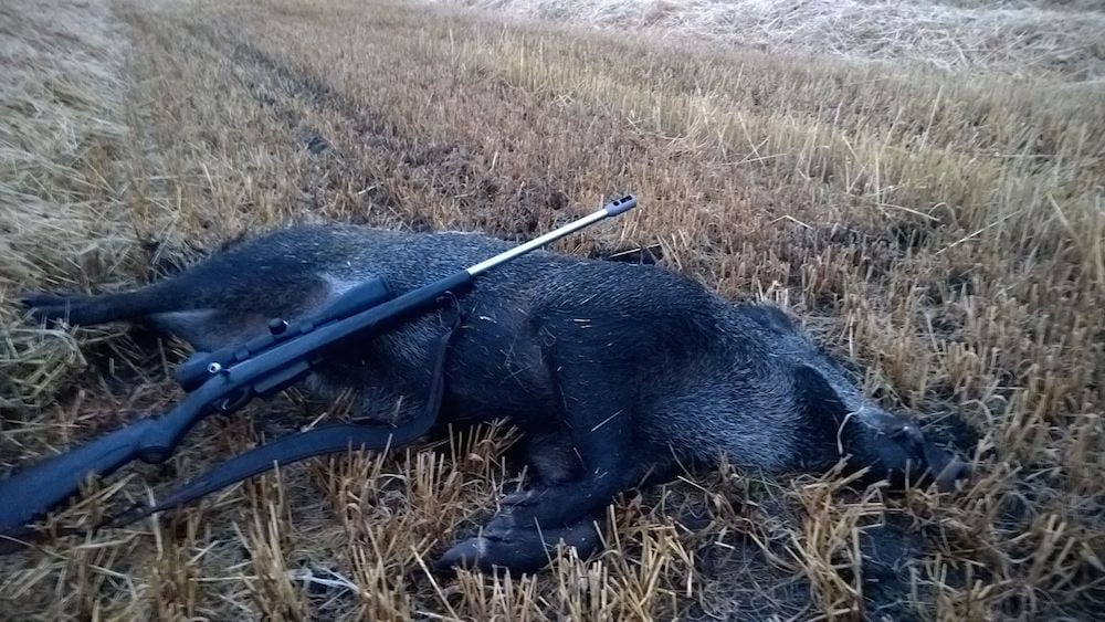 Vildsvin nedlagt i Vestjylland