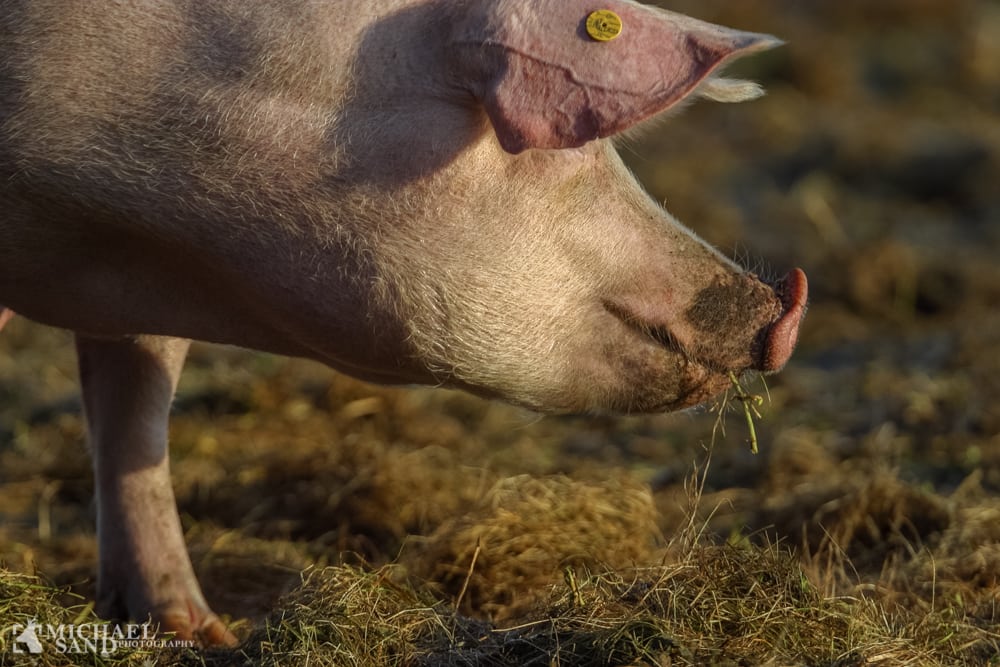 Jo flere svin – jo større fare for resistente bakterier for naboen