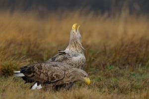 Havørnen – den flyvende dør Havørnen - den flyvende dør