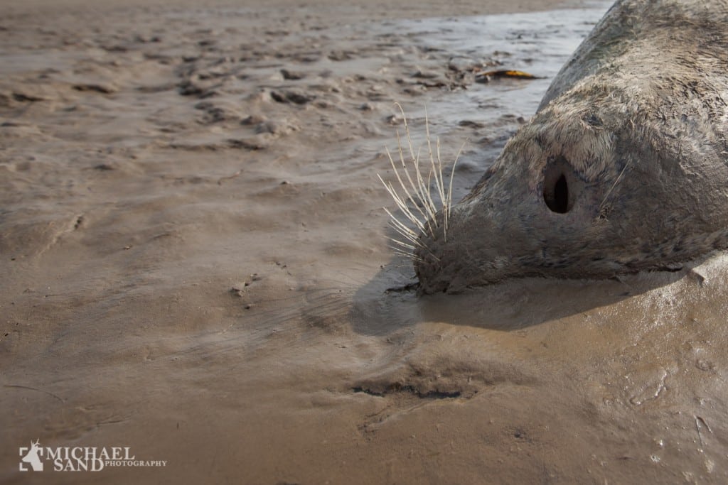 45 døde sæler fundet på Anholt