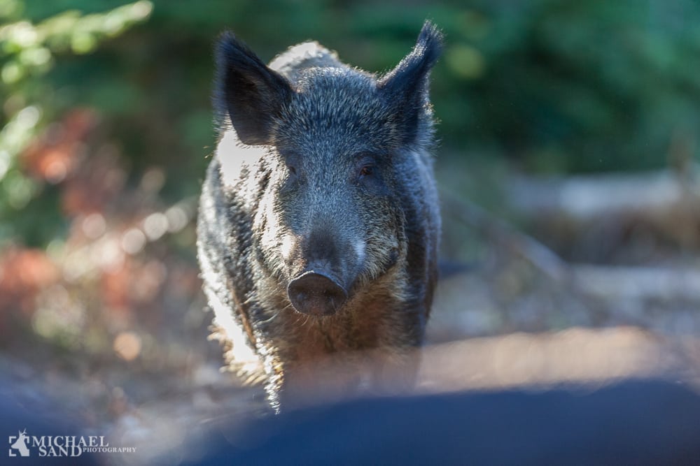 Bliver natkikkerter til vildsvinejagt tilladt i Bayern? Bliver natkikkerter til vildsvinejagt tilladt i Bayern?
