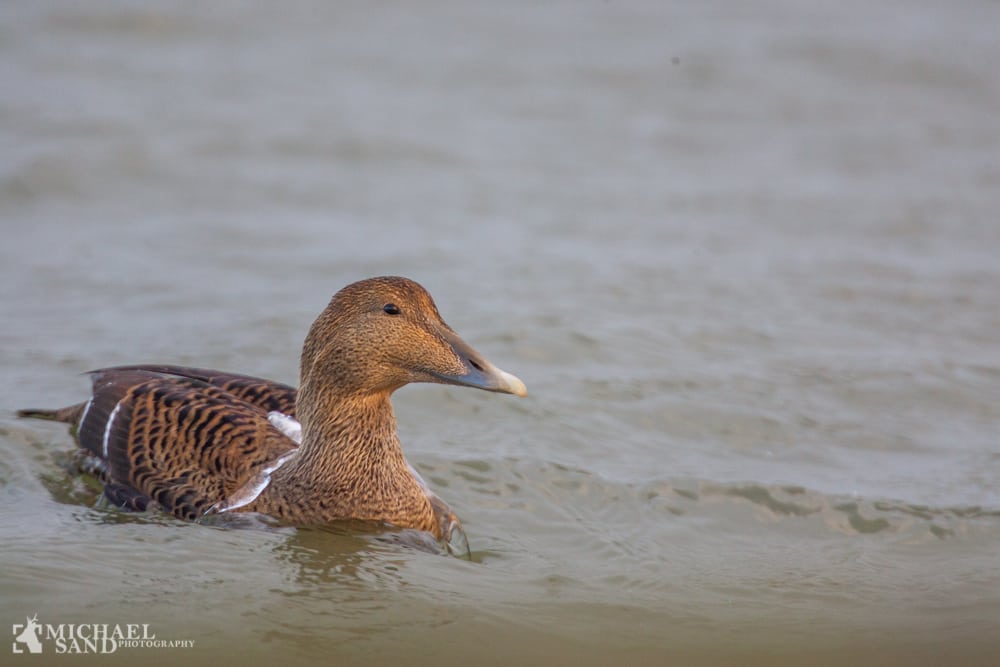 Enorm vindmølleparks placering i konflikt med vigtigt fugleområde