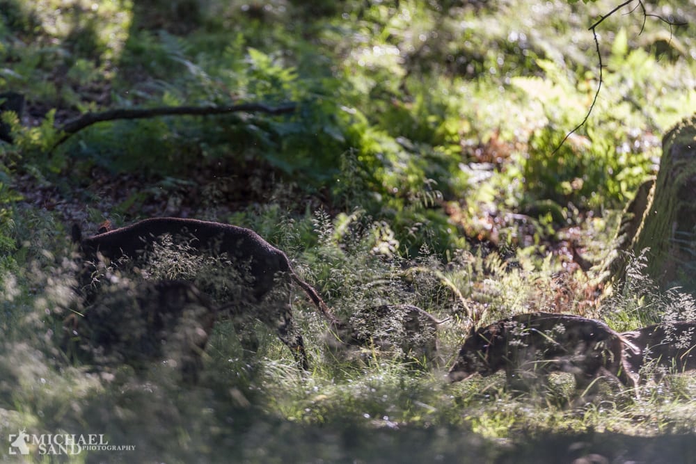 Beboere oprørte over vildsvinejagt