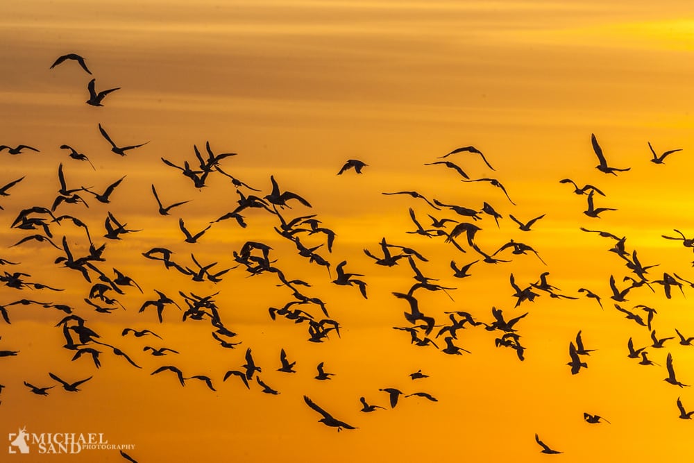 Usagligt flertal i Vildtforvaltningsrådet Usagligt flertal i Vildtforvaltningsrådet