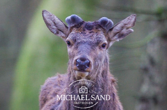 Kronvildt filmet på fyn