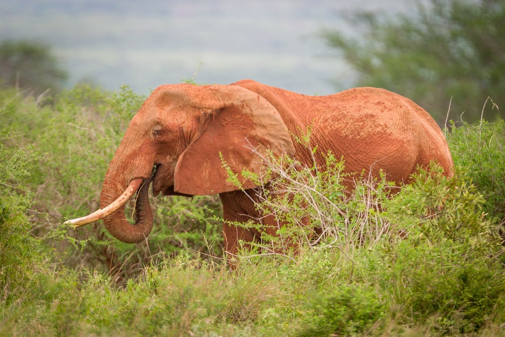 Zambia tillader atter storvildtjagt