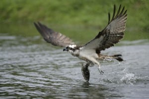 Fiskeørnen – specialisten over vandene Fiskeørnen - specialisten over vandene