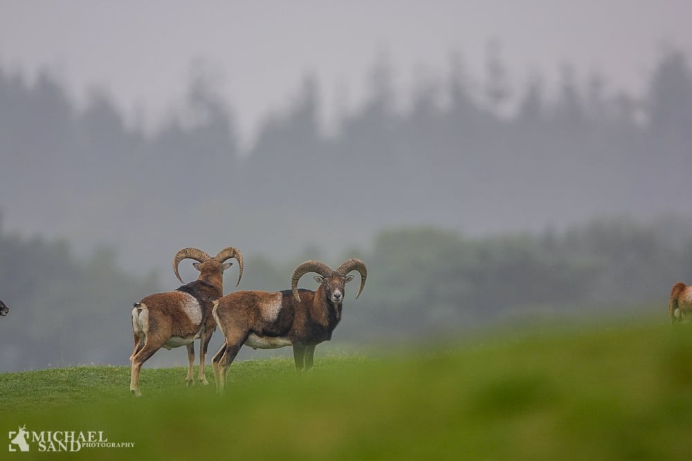 Tyskland: Mere jagt på muflon