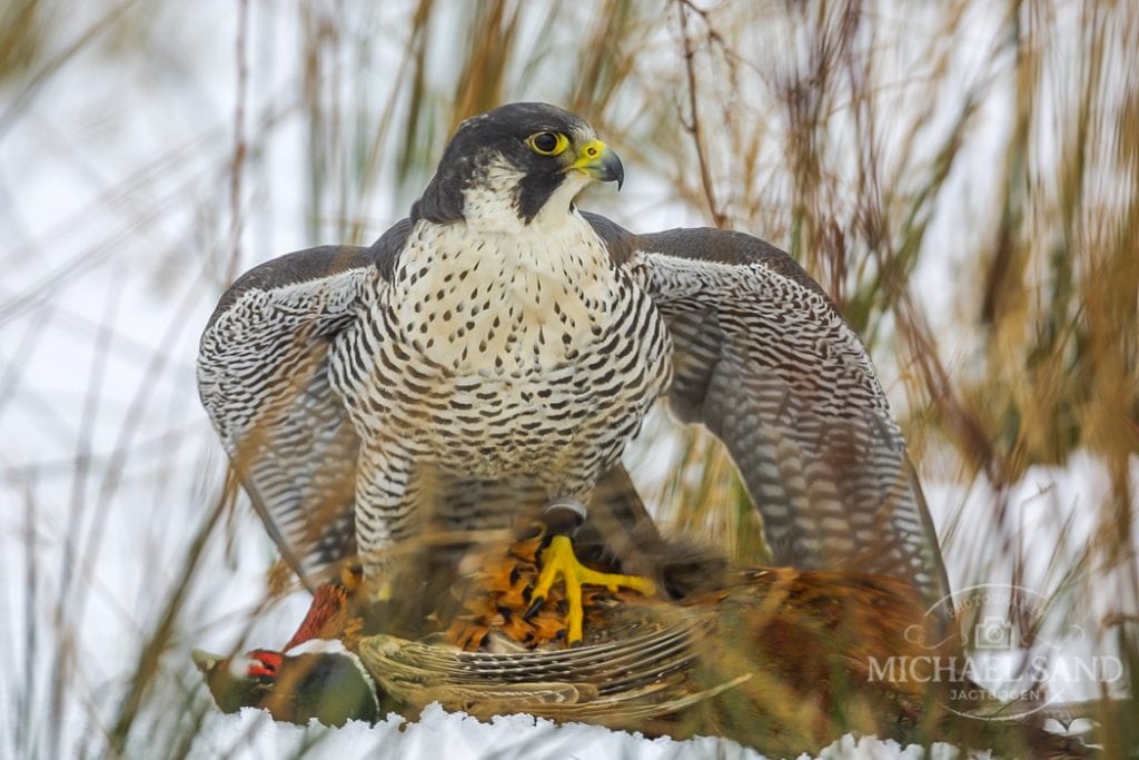 Læserbrev: DOF´s troværdighed i frit fald Læserbrev: DOF´s troværdighed i frit fald