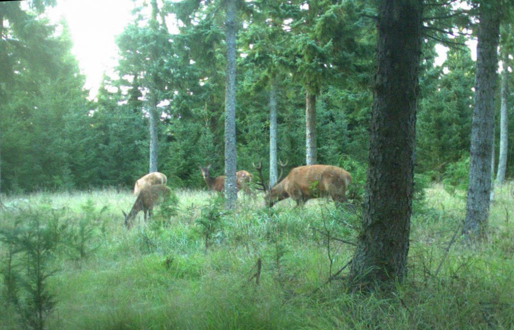 13 spørgsmål til Danmarks Jægerforbund