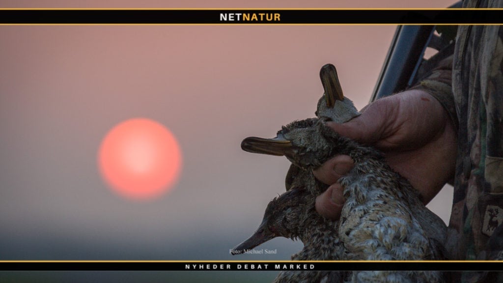 Køb og sælg ALT til jagt på netnatur.dk JAGTmarked Køb og sælg ALT til jagt på netnatur.dk JAGTmarked
