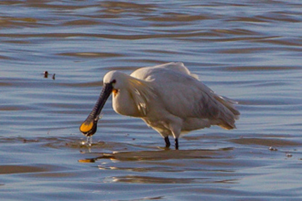 Skestorken som en ny forårsbebuder i Danmark
