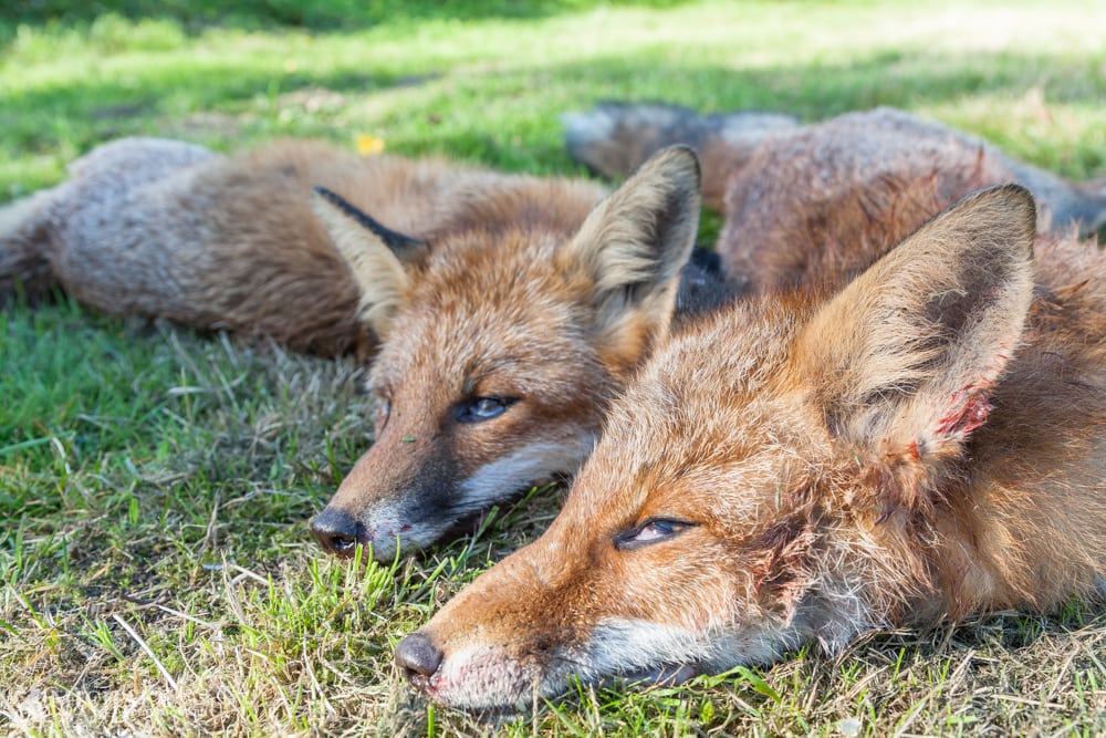 Uventet sidegevinst under rævejagt