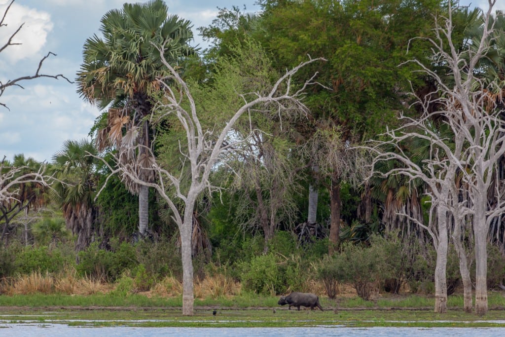 SCI donerer 650.000 US dollars til vildtbevaringsprojekter