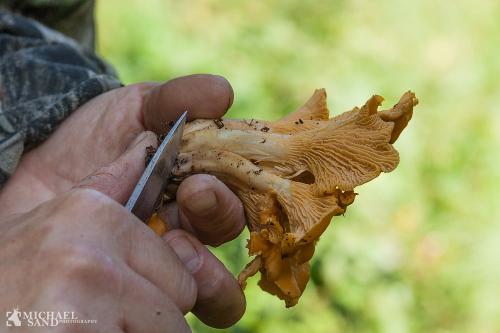 Så er det svampe-tid