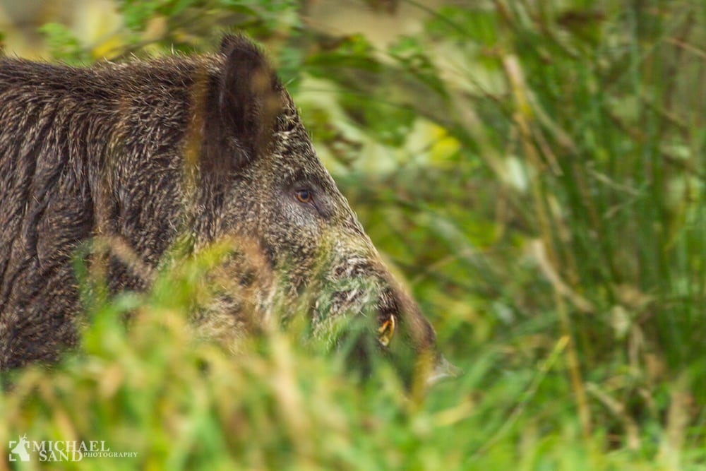 Tyskland: Vildsvine-alarm i Bayern! Tyskland: Vildsvine-alarm i Bayern!