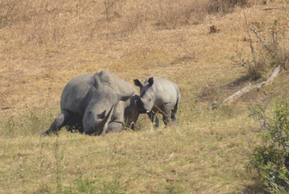 Sydafrika: Fem anholdt for drab på forældreløst næsehorn