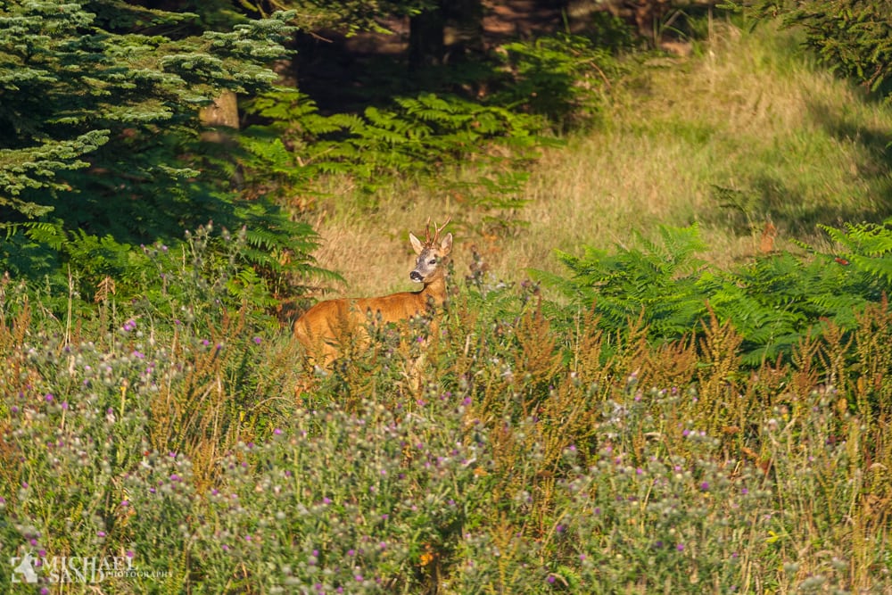 Danmark får ny natur for 875 mio.