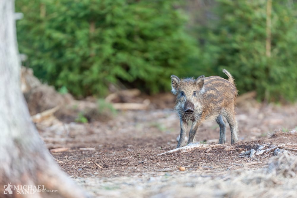 Jysk Landbrugsrådgivning dækker over kontroversiel nedskydning